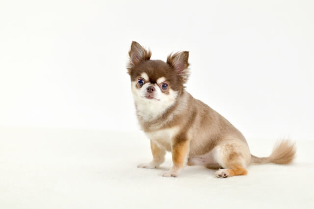 フォトウェディングは犬と参加できる？まずは基礎知識から