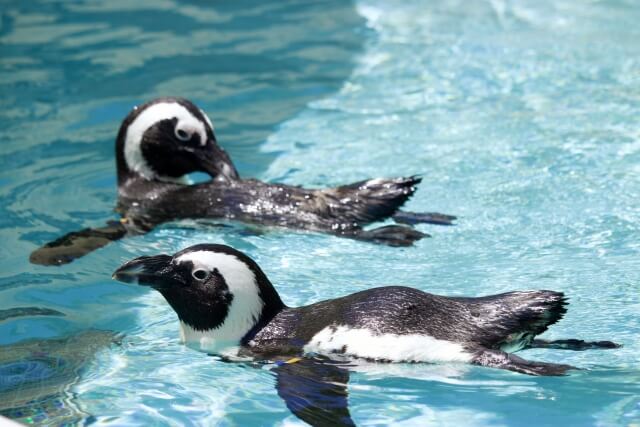 動物園で結婚式を挙げるときの注意ポイント