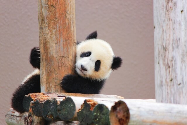 結婚式を動物園で挙げることは可能？